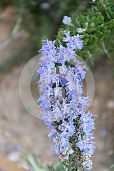 Creeping Rosemary Rosmarinus officinalis Prostratus Corsican blue, blue flowering plants photo